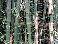 Balcooa Bamboo